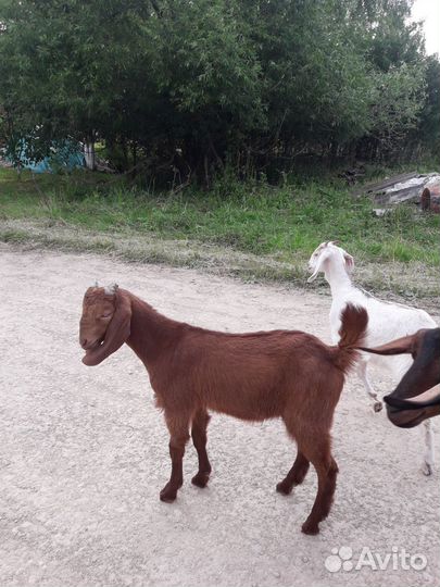 Козлики нубокамори