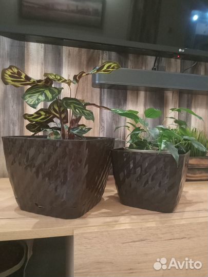 Кашпо для цветов