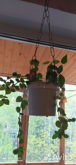 Комнатные растения