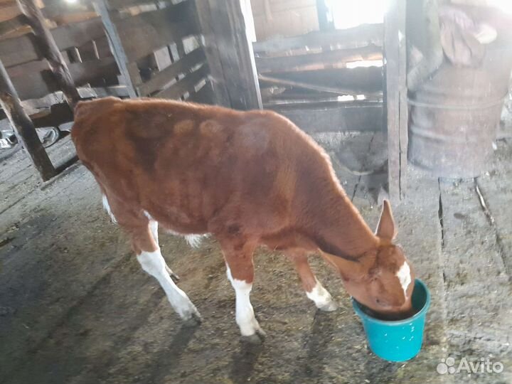 Бычки и быки