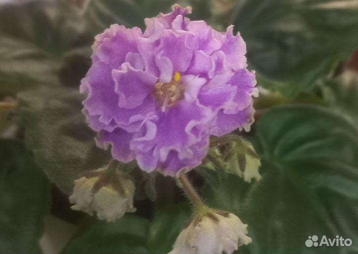 Сортовая Филка, цветет