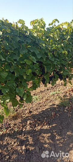Виноград столовый и технический (винный)