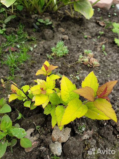 Многолетние садовые цветы