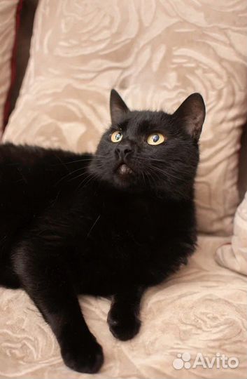 Котик в добрые руки