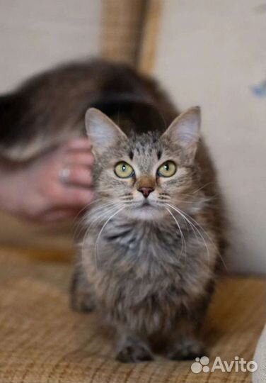 Ласковая Дотти в добрые руки