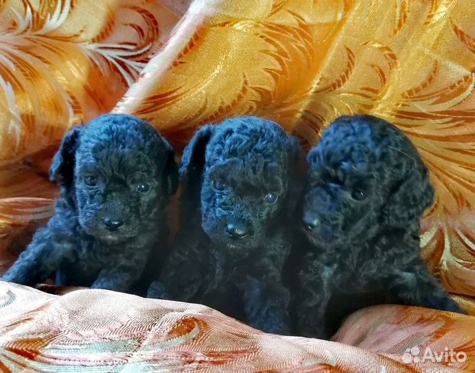 Щеночки пуделёчки