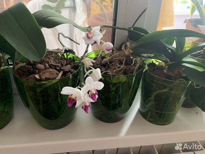 Орхидея сортовая