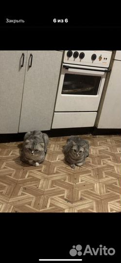 Шотландская