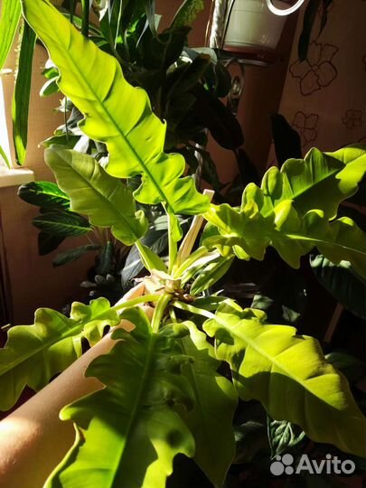 Филодендрон золотой крокодил