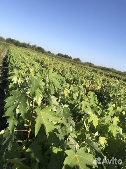 Клён сахаристый / серебристый опт