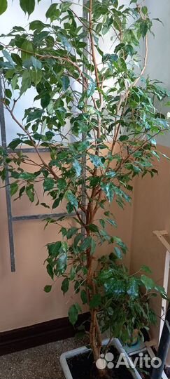 Фикус Бенджамина