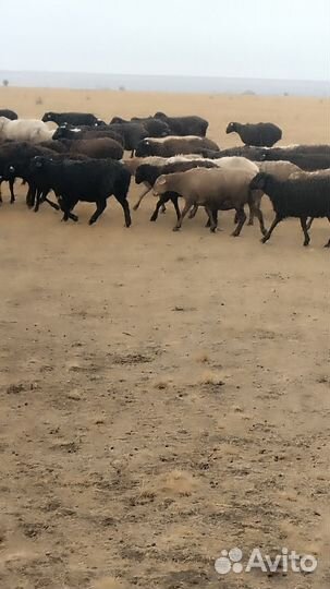 Продаются овцы упитаные