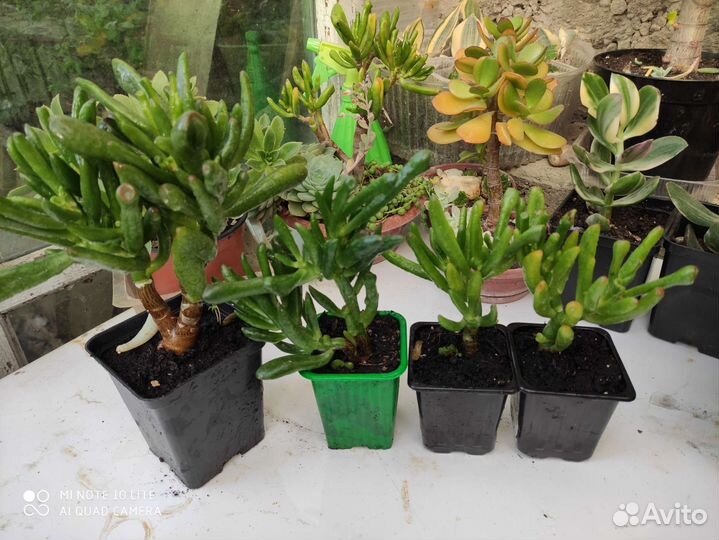 Крассула толстянка денежные деревья,хоббиты