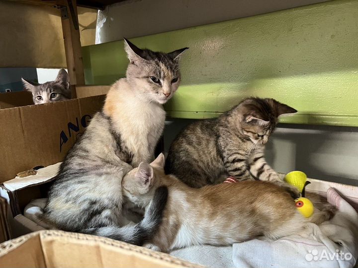 Кошачья семья кошка котята