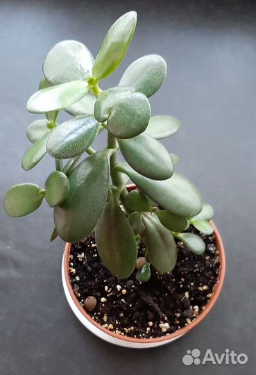 Денежное дерево (толстянка)