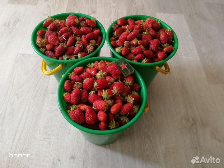 Ягода Клубника Земляника Виктория