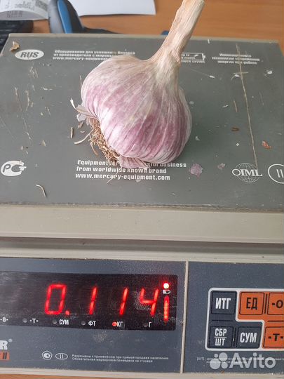 Чеснок Комсоиолец озимый 500 г