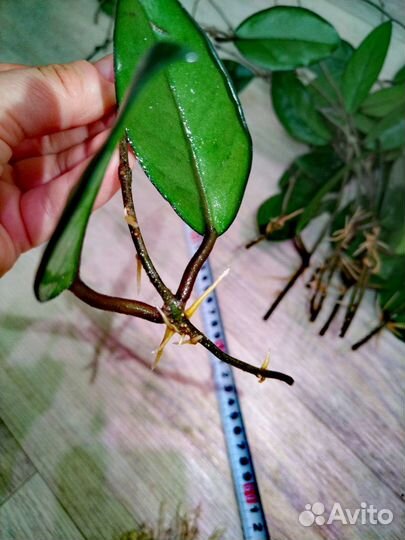 Хойя карноза с корнями