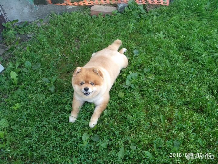 Профессиональная стрижка шпицев