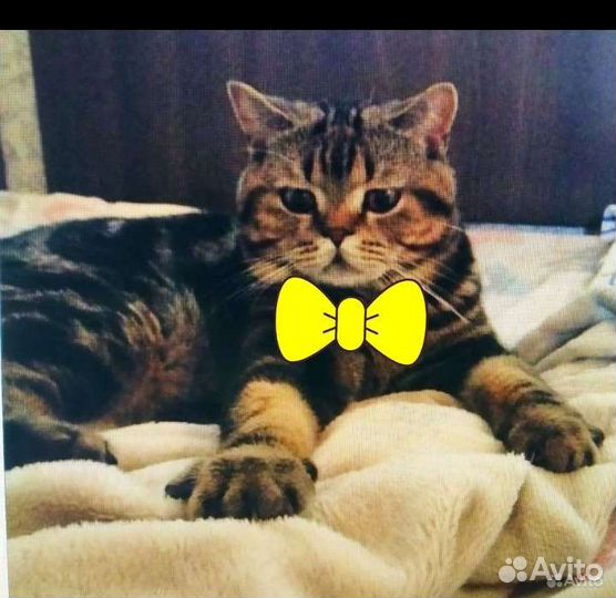 Вязка есть котята