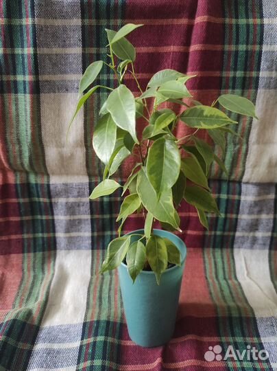 Цветы комнатные,Фикусы