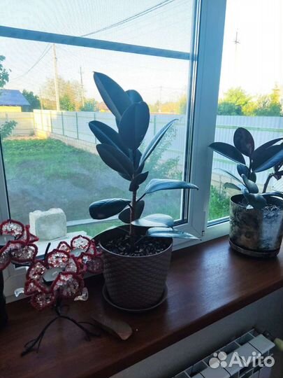 Фикус каучуконосный