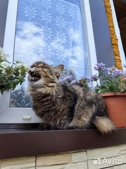 Кот Кузя ищем дом