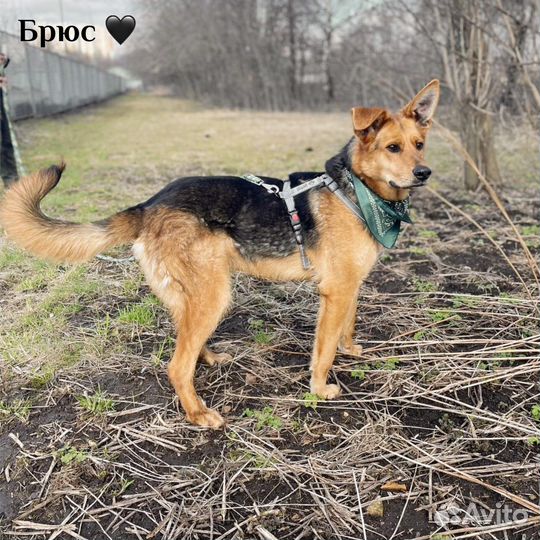 Брюс не должен жить в приюте