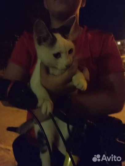 Котенок в добрые руки