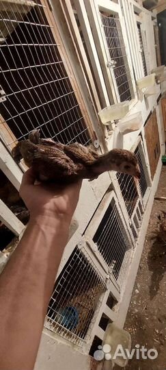 Бойцовая птица