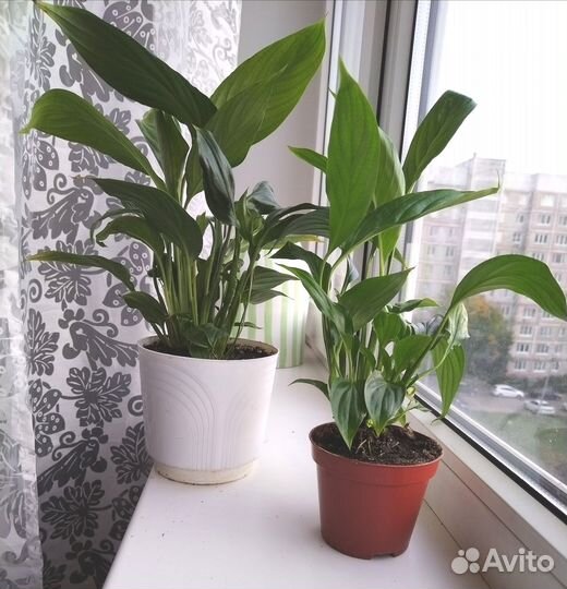 Спатифиллум