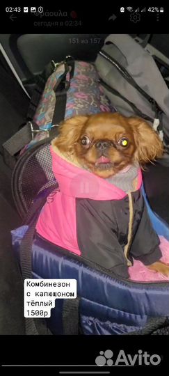Одежда для собак мелких пород