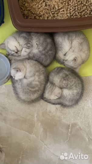 Шатланские котята