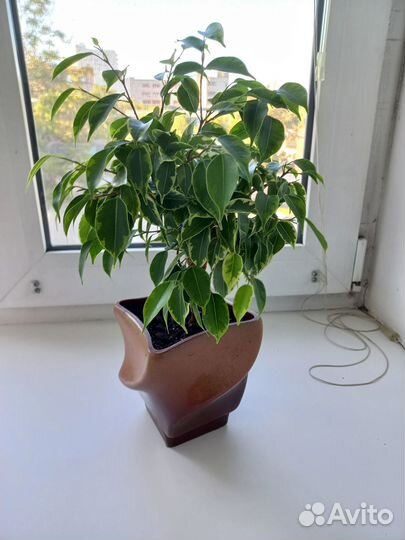 Продам цветы комнатные