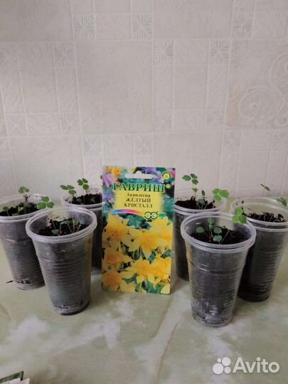 Рассада цветов