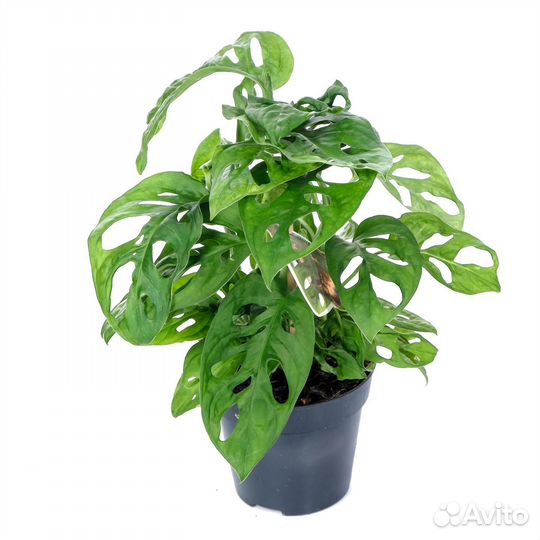 Комнатные растения для дома