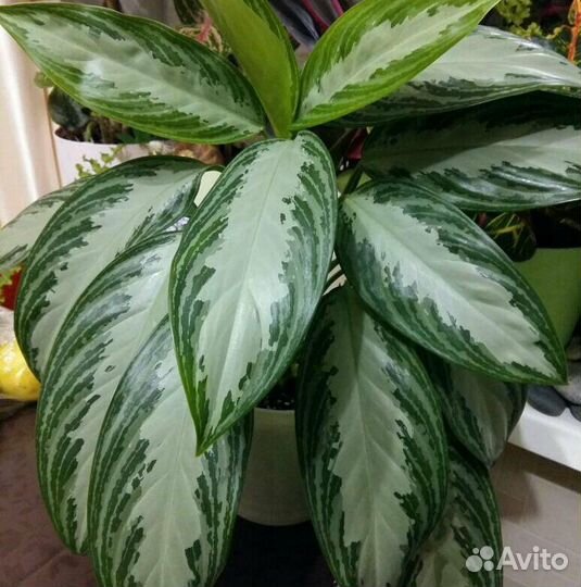 Аглаонема сильвер бей