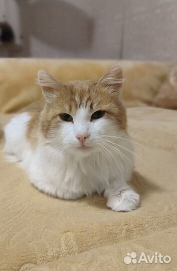 Котик красавчик