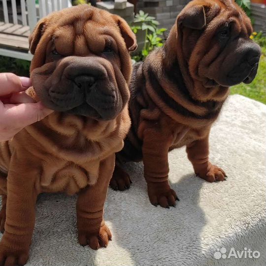Щенки шар-пея. Шарпей