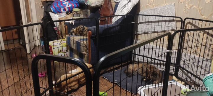 Усиленный вольер для собак