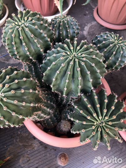 Комнатные цветы