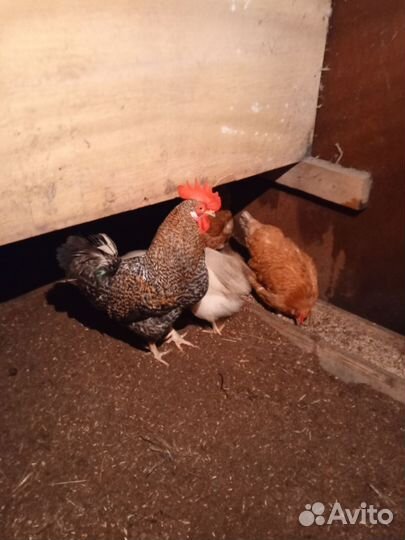 Домашние животные