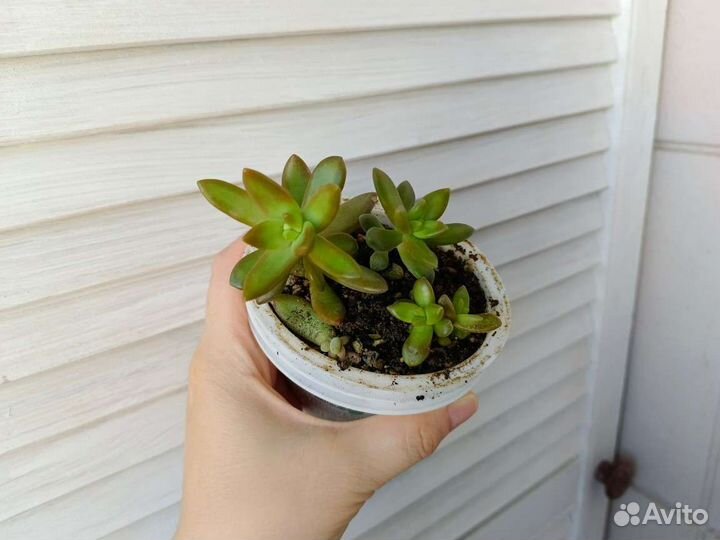 Суккуленты от