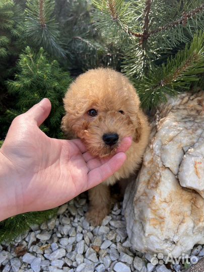 Той-пудель мальчик