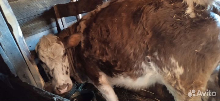 Корова с теленком