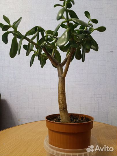 Крассула толстянка