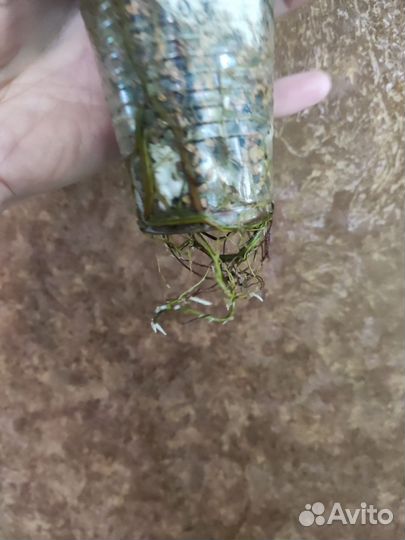 Монстера, филодендрон