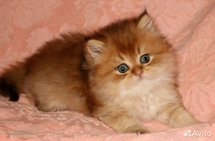 Котенок золотая длиношерстная шиншилла