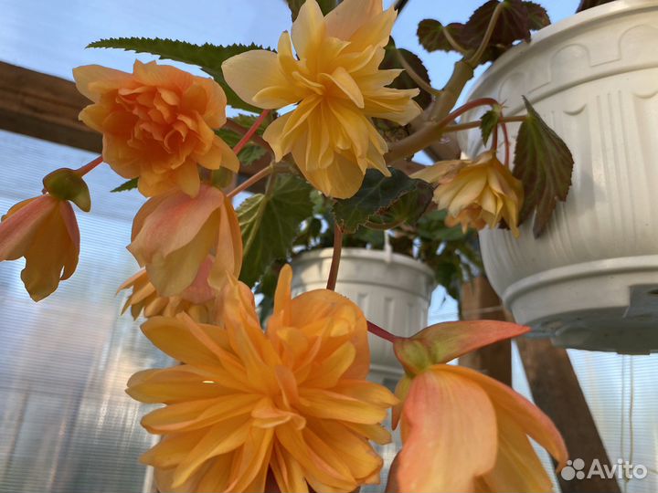 Бегония Беллекония