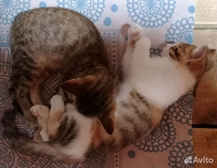 Кошки в дар бесплатно